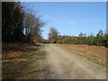 Forestry track (bridleway), Dalby Forest in Allerston