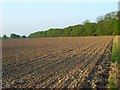 Farmland and Surrells Wood, Shurlock Row in RG10 0RN