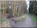 Path junction in woodland near Ringwood in BH24 2LA