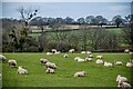 Ashill : Grassy Field & Sheep in TA19 9LP