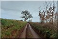 The Exe Valley Way climbing Northdown Lane in EX5 5JS