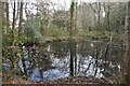 Woodland pond at Colehill in BH21 2BX