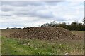 Upwell: Sugar beet awaiting collection in PE14 9AF