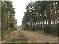 Forest track near Ferndown in BH21 7QS