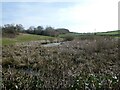 Little pond with a large reedbed around it below Arowry in SY13 3DE