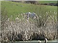 White horse behind the reedbeds in SY13 3DE