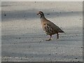 Partridge on the lane in SY13 3DE