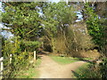 Paths in woodland near Wimborne in BH21 7BE