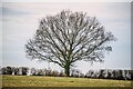 Ashill : Grassy Field & Tree in TA19 9NR