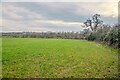 Hatch Beauchamp : Grassy Field in TA3 6TS