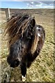 Shetland Pony, Hamars  in ZE2 9NR