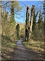 Path in Castle Eden Dene in SR8 4HT
