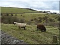 Sheep grazing off Buxton Old Road in SK11 0AQ