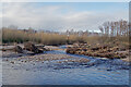 Fallen trees in the River Nairn in IV12 5SH