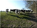 Young dairy herd at Argoed Farm in LL13 0HJ