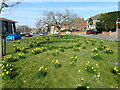 Daffodils in Gravesend in DA12 4DL