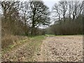 Alley Lane approaching Whinkney's Copse in RG25 2NG
