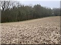 Edge of Whinkney's Copse in RG25 2NG