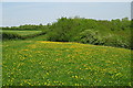 Buttercups at the top of the valley in SN14 8AB