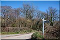 Broadhempston : Country Lane in TQ13 7LP