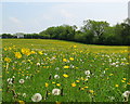 Dandelion Clocks and Buttercups in SN14 8AB