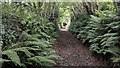 Lush ferns by the cycleway in SA67 8PN