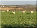 Sheep in pasture in SA62 3TX