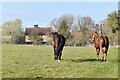 Sibton, Hollytree Farm: Two horses in a large field 1 in IP17 3JW