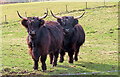 Highland Cattle in AB43 6QJ