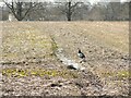 A bird in a cleared field in BA12 6AZ
