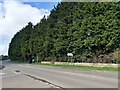 Tall conifer trees on Thurnscoe Lane in S72 0BX