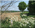 Footpath junction on track from Hopton to Common Farm in IP22 2RA