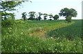 Fields and scattered trees east of Weston Bury Lane in IP31 1DX