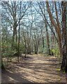 Path near Genesis Slade, Epping Forest in CM16 7DP