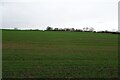Farmland north of Locomotion Way in DL5 7JN