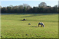 Pasture, Great Gaddesden in HP2 6HW