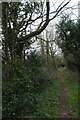 Bridleway in woodland in DL5 6GU