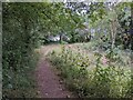 Path at Backney Bridge Picnic Site in HR9 6QX