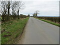 Road enlosed by hedge and trees near Westward in CA7 8ND