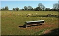 Sheep by Coalpit Lane in BA3 4XS