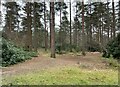 Coniferous woodland on Hawley Common in GU14 9LL