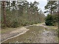 Heavy going on Hawley Common in GU14 9LL