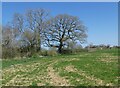 Field, north of the A371 in Bratton Seymour