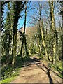 Public footpath in Mulberry Wood in Clay Cross North Ward