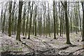 Ridges Copse in SP11 6JG
