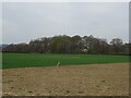 Field and woodland, Gadbrook in RH3 7AQ