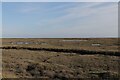 Salt Marsh, near Colne Point, St Oysth in CO16 8ET