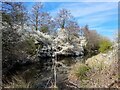 Blackthorn blossom by the Nutbrook Canal in DE7 4QX