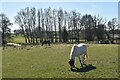Horses grazing near Aldecar Lane in IP17 1HN