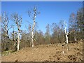 Three trees stripped bare in FK21 8SR
